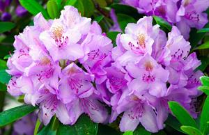 rhodo